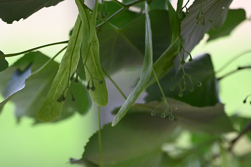 Tilia (lindens, basswoods, and lime trees) (alternate view 7)