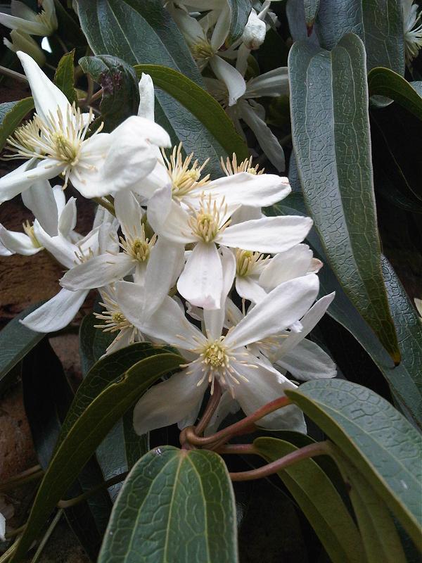 Clematis armandii (Armand Clematis) (alternate view 5)