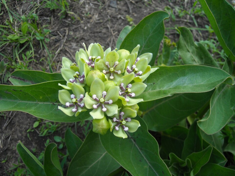 Asclepias viridis (green antelopehorns)