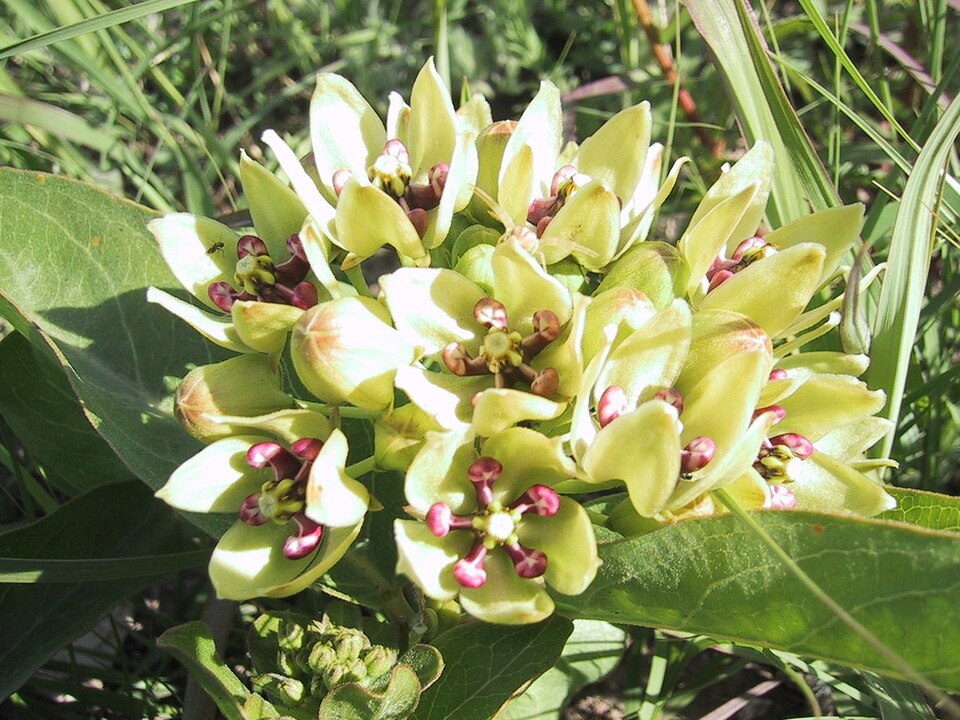 Asclepias viridis (green antelopehorns)