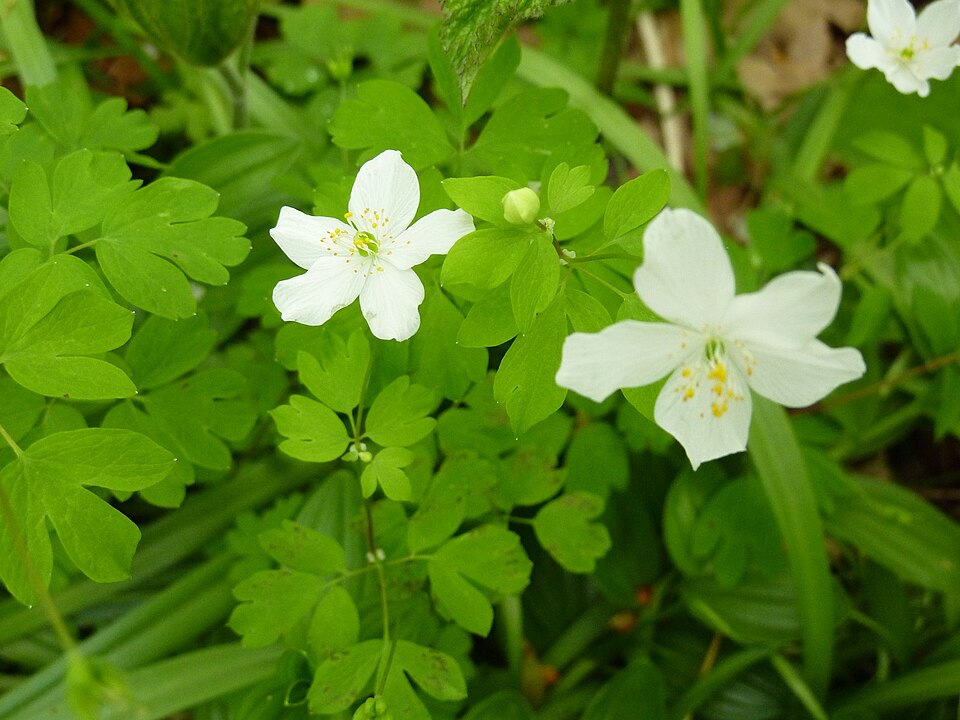 Enemion biternatum (false rue anemone) (alternate view 9)