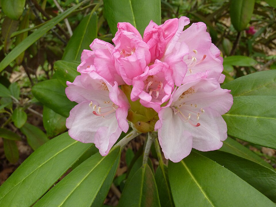 Rhododendron 'Ken Janeck' (Ken Janeck Rhododendron)