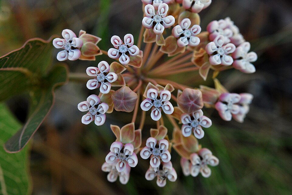 Asclepias humistrata (Sandhill milkweed) (alternate view 6)