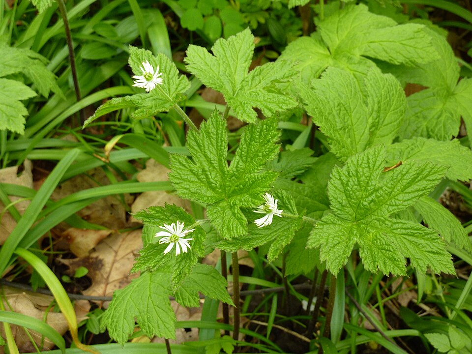 Hydrastis canadensis (Goldenseal) (alternate view 5)