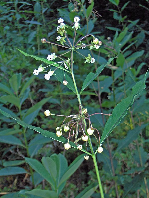 Asclepias exaltata (poke milkweed) (alternate view 6)