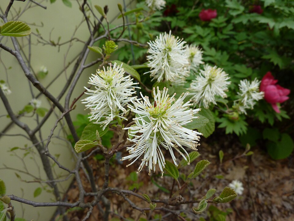Fothergilla gardenii (dwarf fothergilla) (alternate view 8)