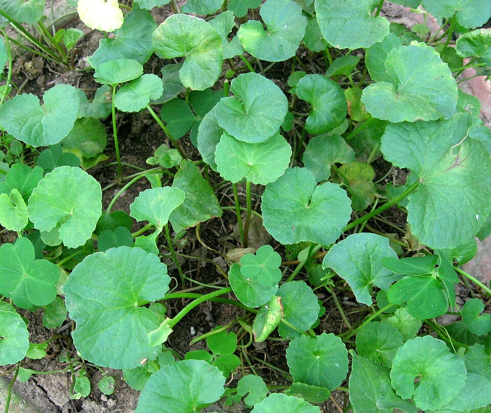 Centella asiatica (Indian pennywort) (alternate view 10)