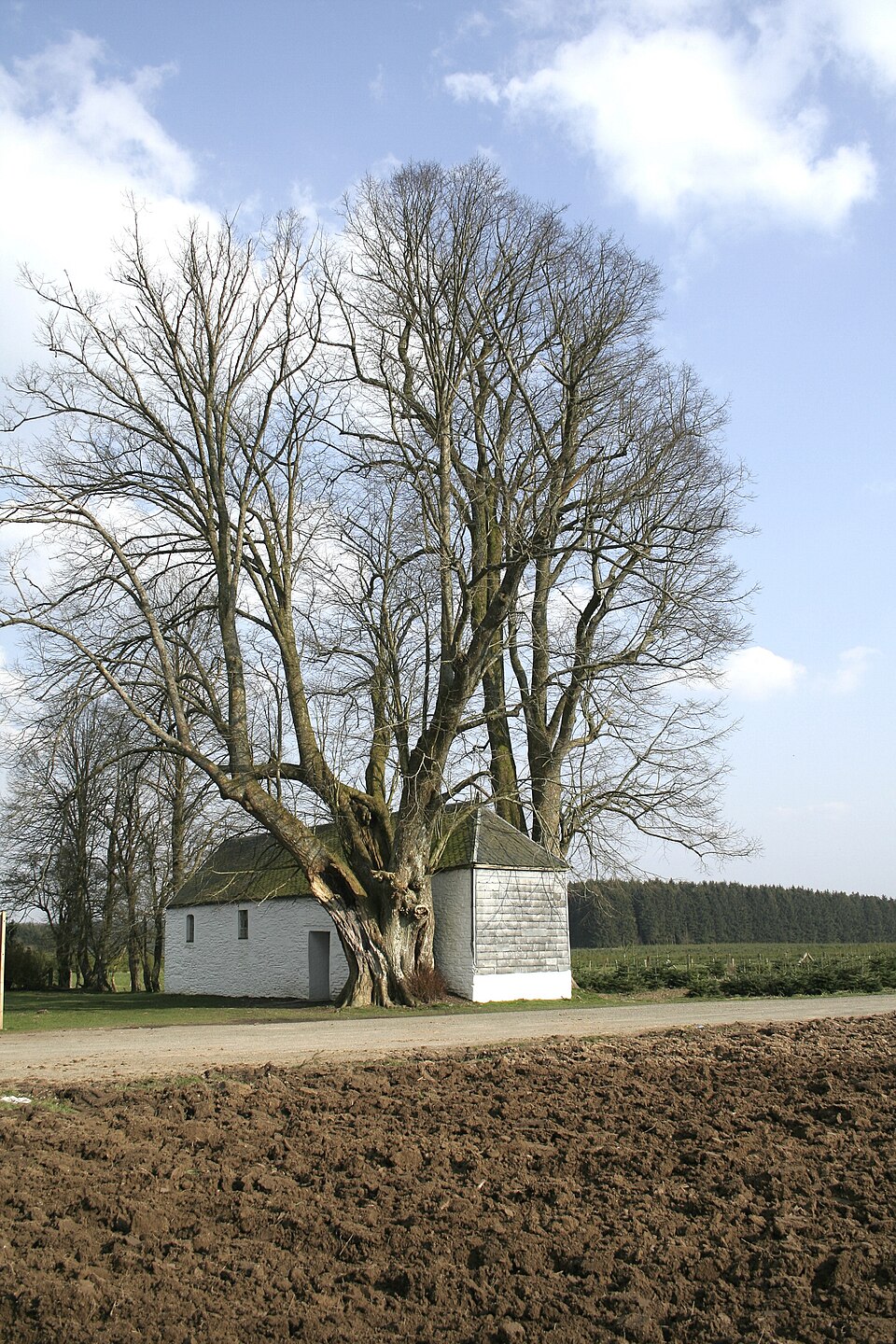 Tilia platyphyllos (Bigleaf Linden)