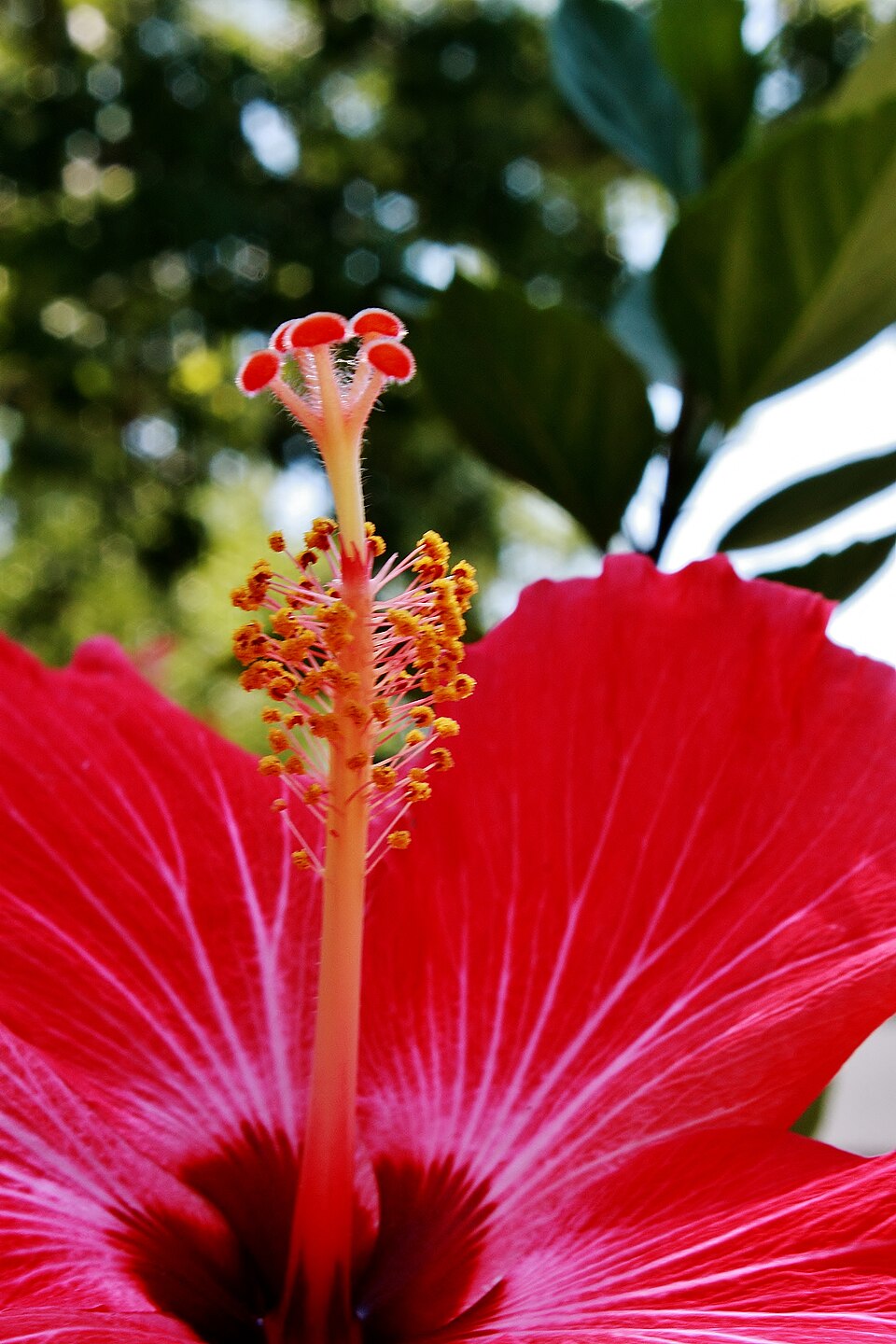 Hibiscus rosa-sinensis 'Painted Lady' (Painted Lady Hibiscus Bush) (alternate view 5)