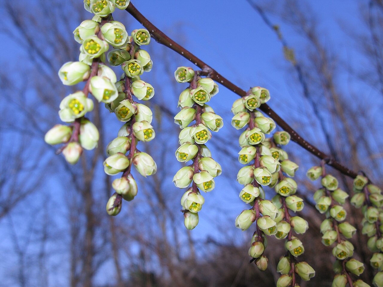 Stachyurus praecox, Early spiketail — spreading deciduous (Stachyuraceae) (image 7 of 10)