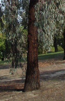Eucalyptus sideroxylon (Red Ironbark)