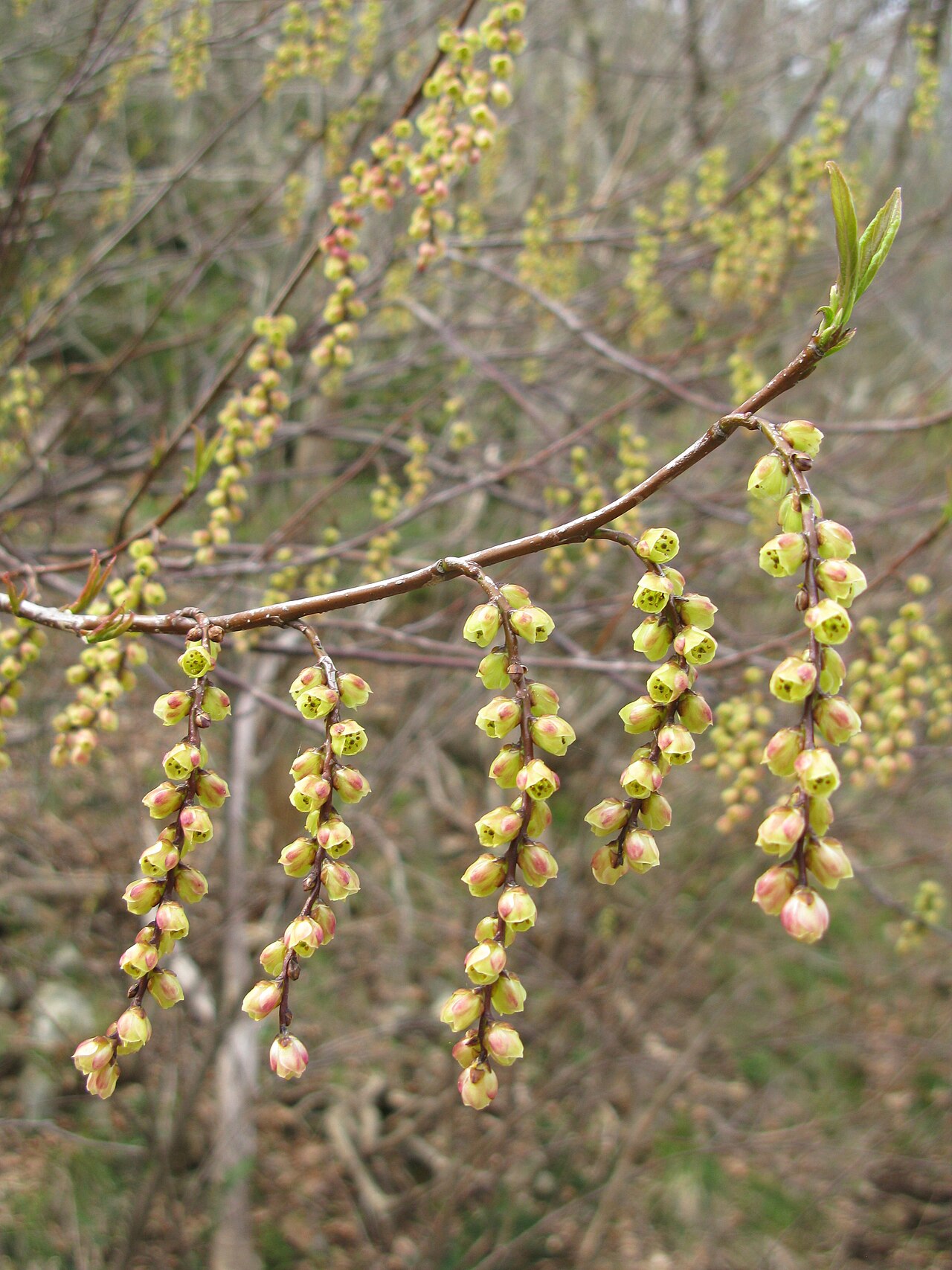 Stachyurus praecox, Early spiketail — spreading deciduous (Stachyuraceae) (image 8 of 10)