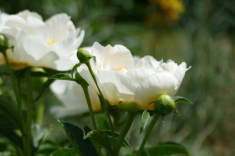 Paeonia lactiflora 'Jan van Leeuwen' (Jan van Leeuwen Peony) (alternate view 2)