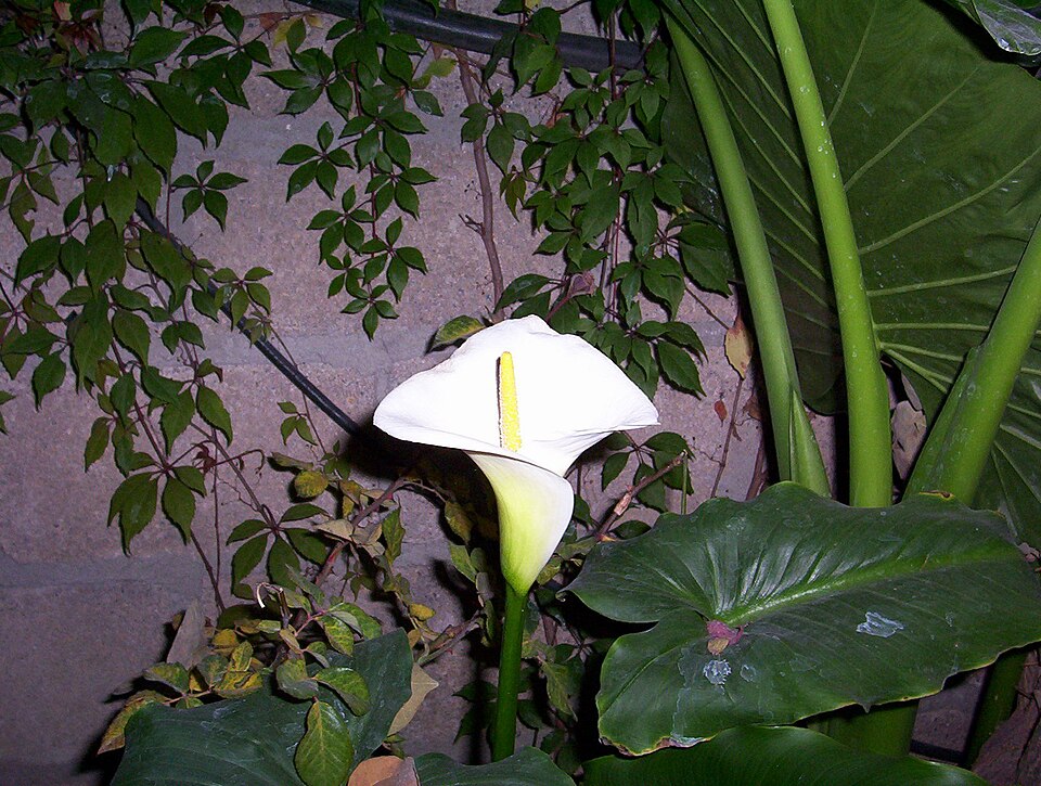 Zantedeschia aethiopica (White Calla Lily) (alternate view 10)