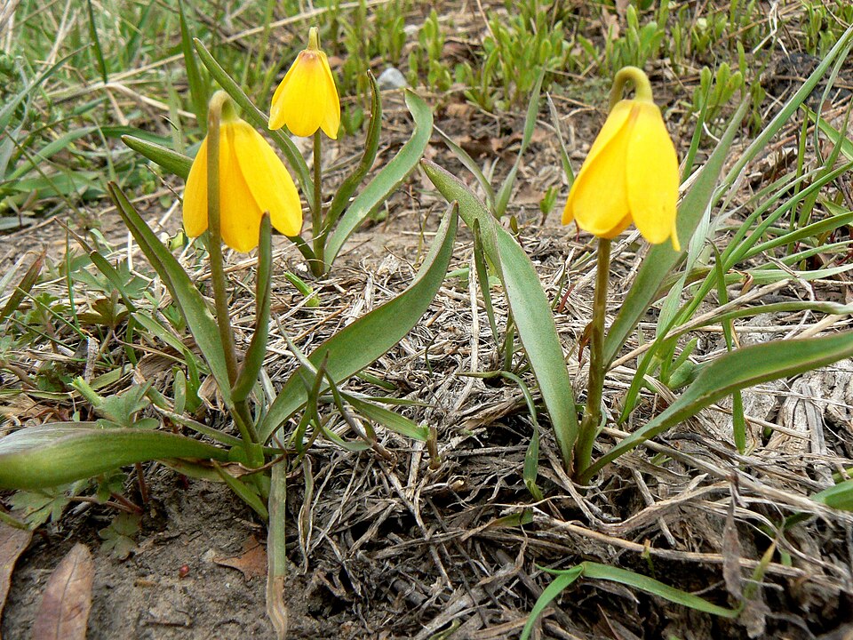 Fritillaria pudica (yellow fritillary) (alternate view 10)