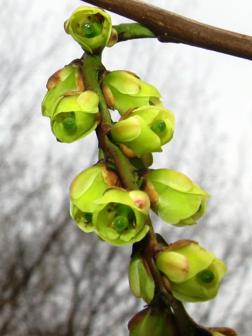 Stachyurus praecox, Early spiketail — spreading deciduous (Stachyuraceae) (image 9 of 10)