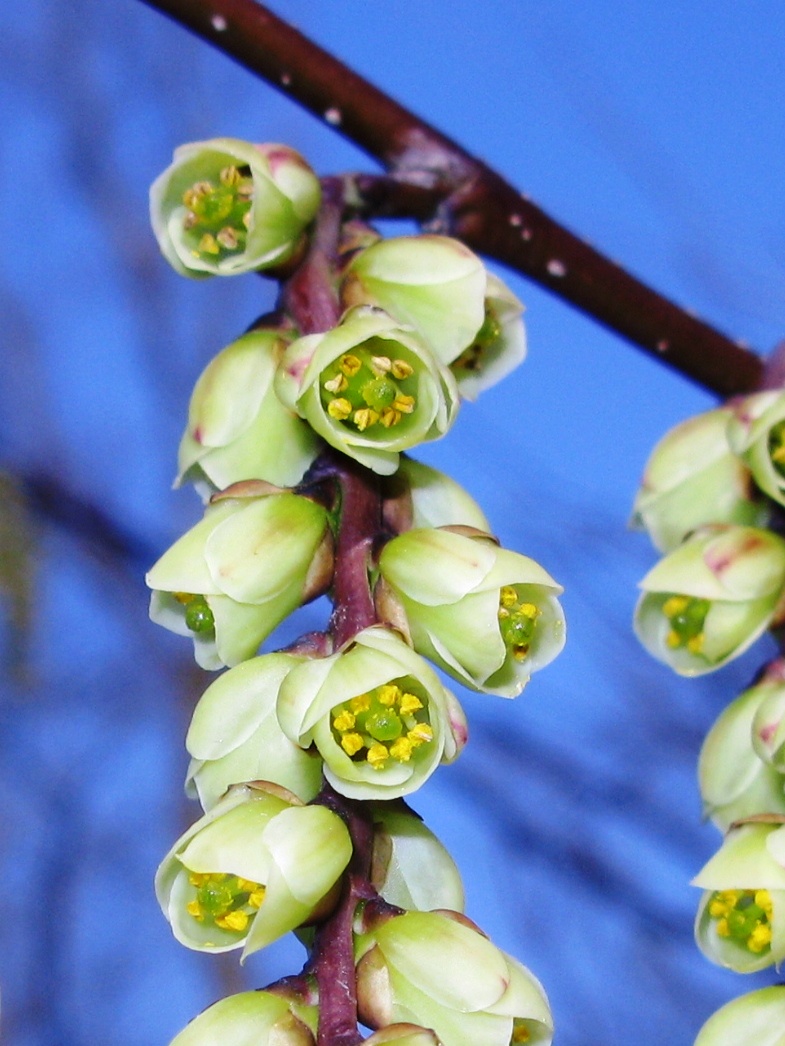 Stachyurus praecox, Early spiketail — spreading deciduous (Stachyuraceae) (image 10 of 10)