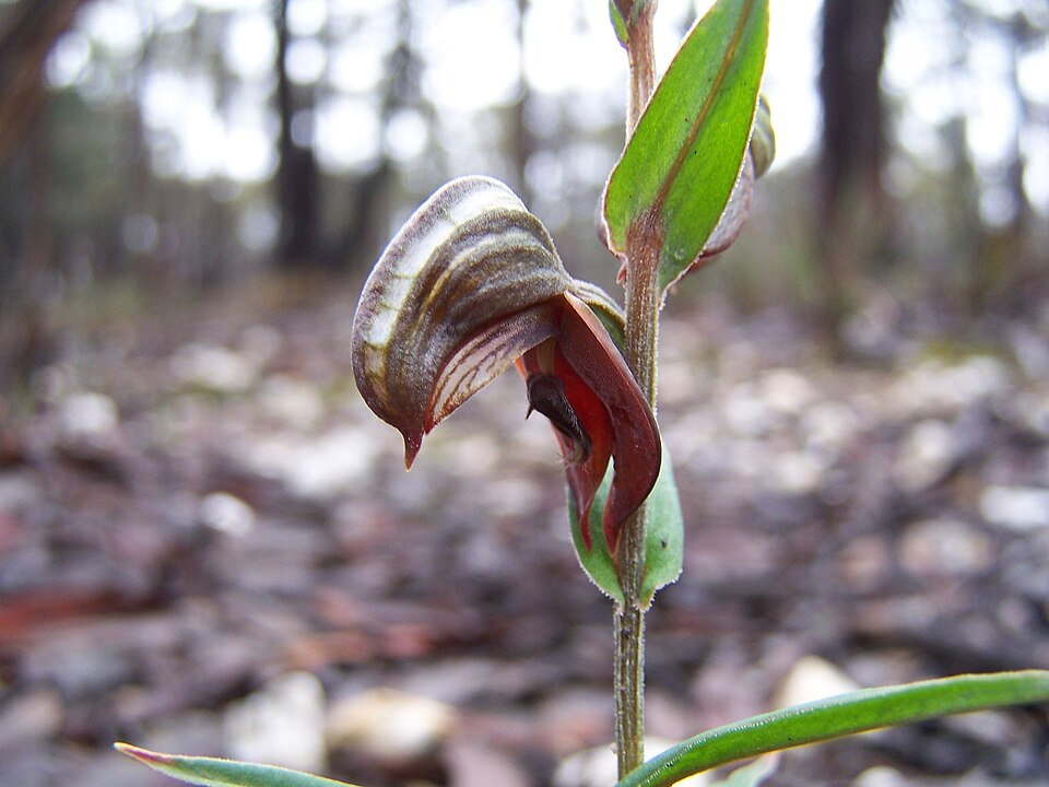 Pterostylis sanguinea (Red-banded Greenhood) (alternate view 6)