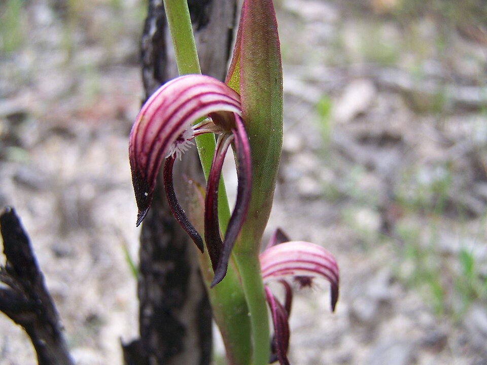 Pyrorchis nigricans (Red Beaks)