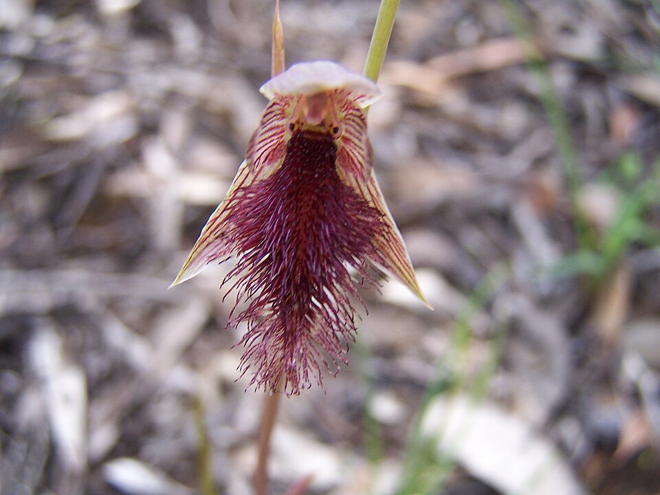 Calochilus robertsonii (Purple Beard Orchid) (alternate view 4)