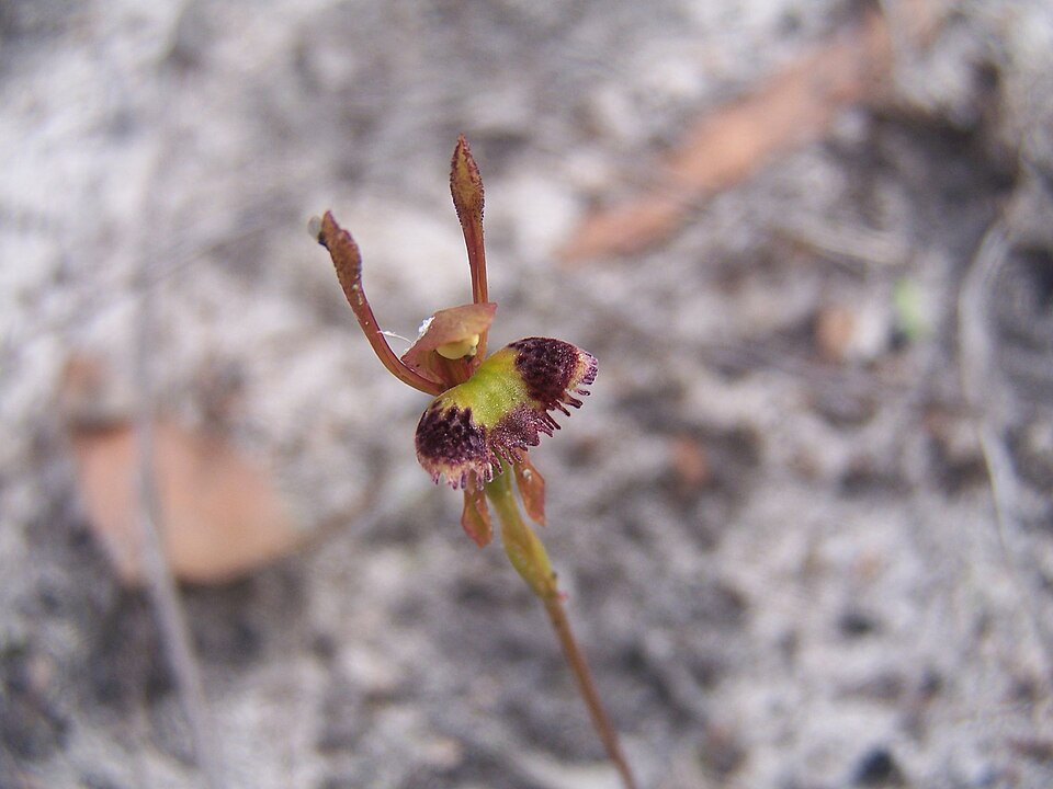 Leporella fimbriata (Hare Orchid)