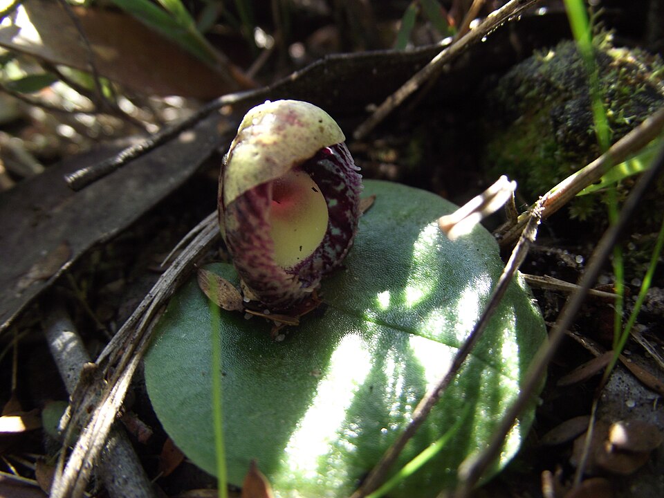 Corybas incurvus (slaty helmet-orchid) (alternate view 6)