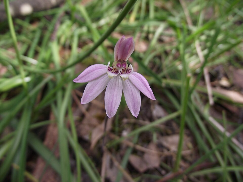 Caladenia carnea (Pink Lady Fingers) (alternate view 3)