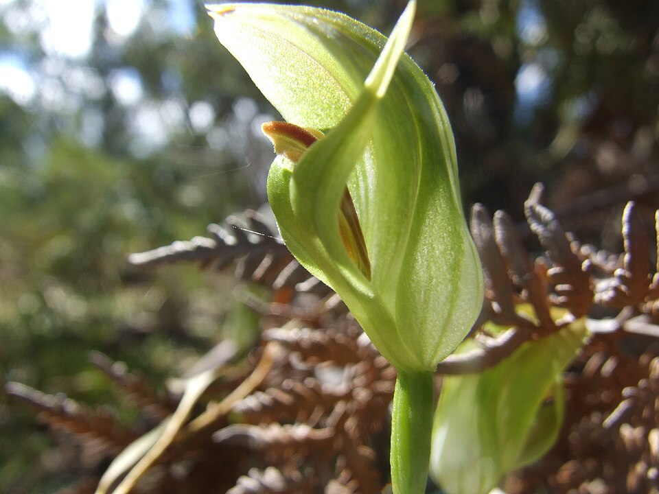 Pterostylis curta (blunt greenhood) (alternate view 9)