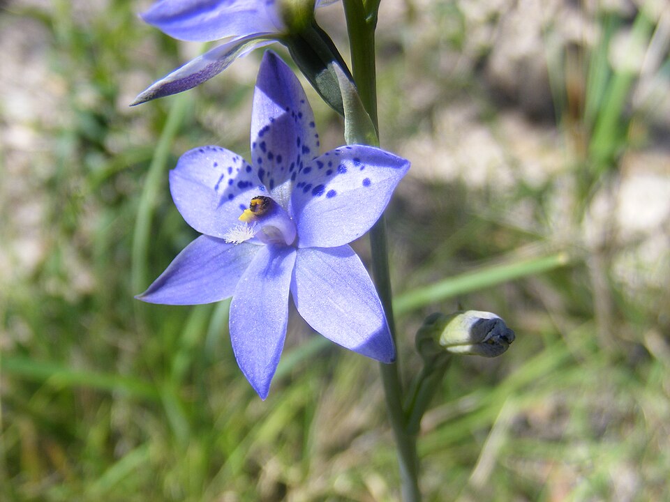 Thelymitra ixioides (spotted sun-orchid) (alternate view 3)