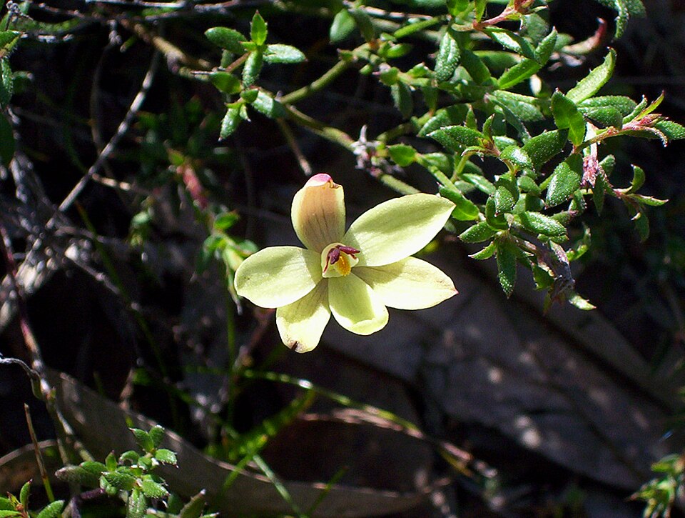 Thelymitra antennifera (lemon-scented sun orchid) (alternate view 2)