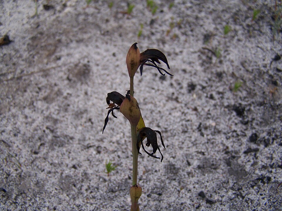 Pyrorchis nigricans (Red Beaks) (alternate view 2)