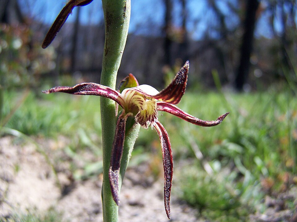 Pyrorchis nigricans (Red Beaks) (alternate view 3)