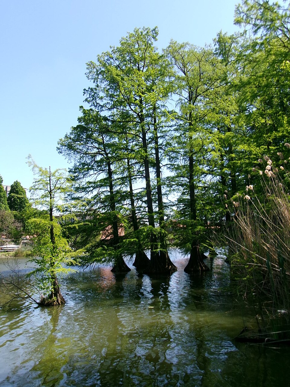 Taxodium (baldcypresses)