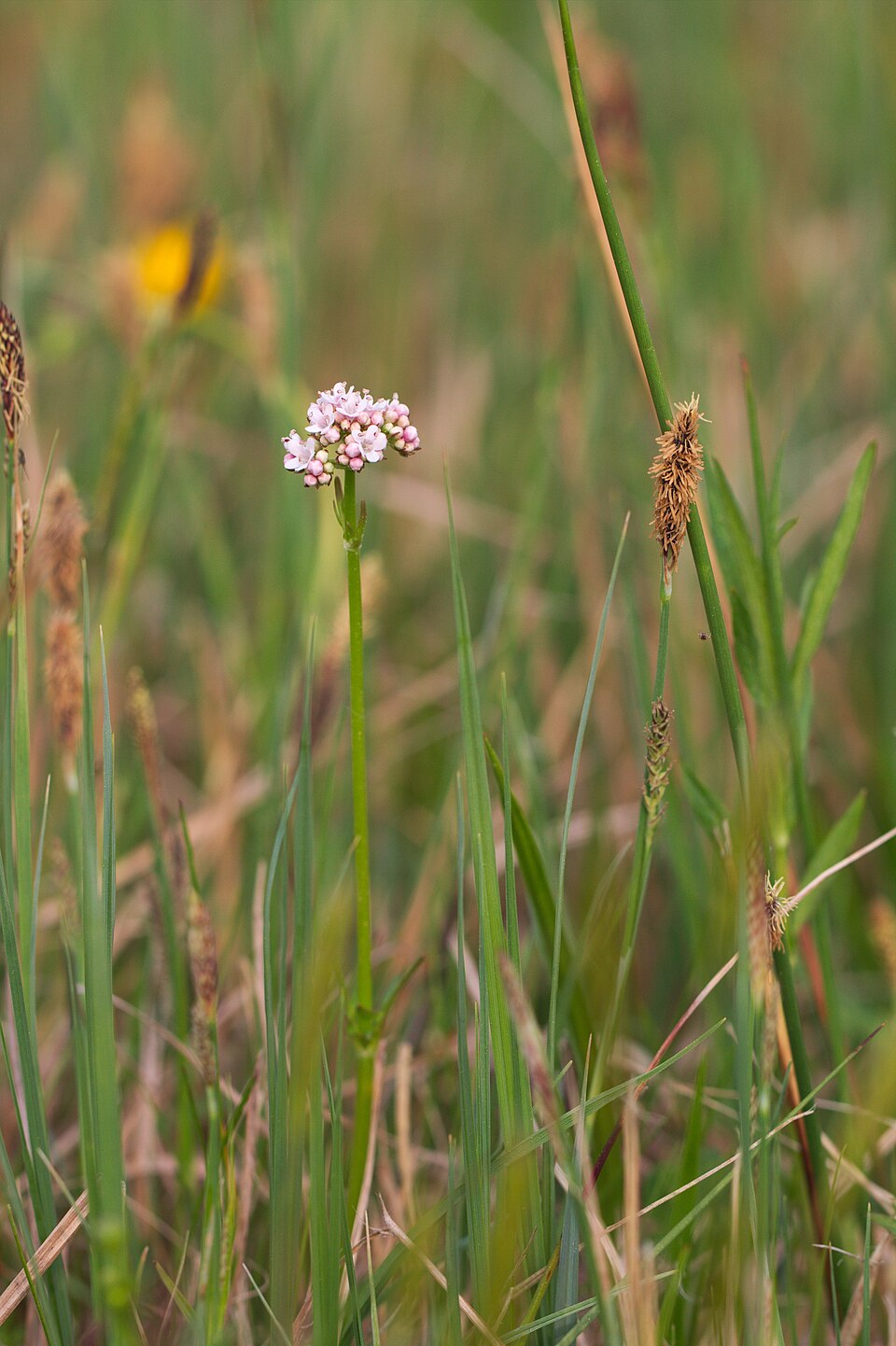 Valeriana dioica (Marsh Valerian)