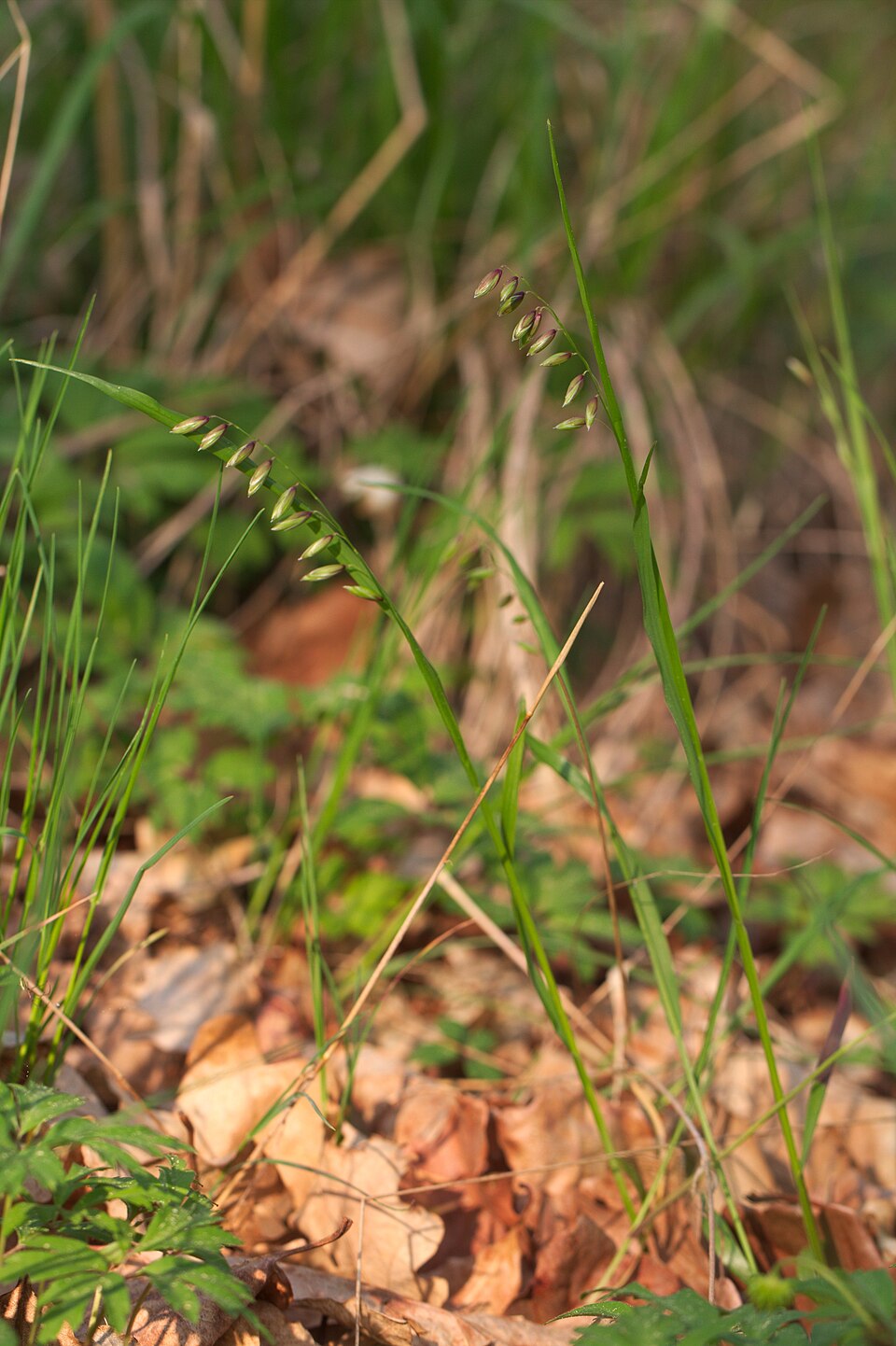 Melica nutans (alternate view 5)