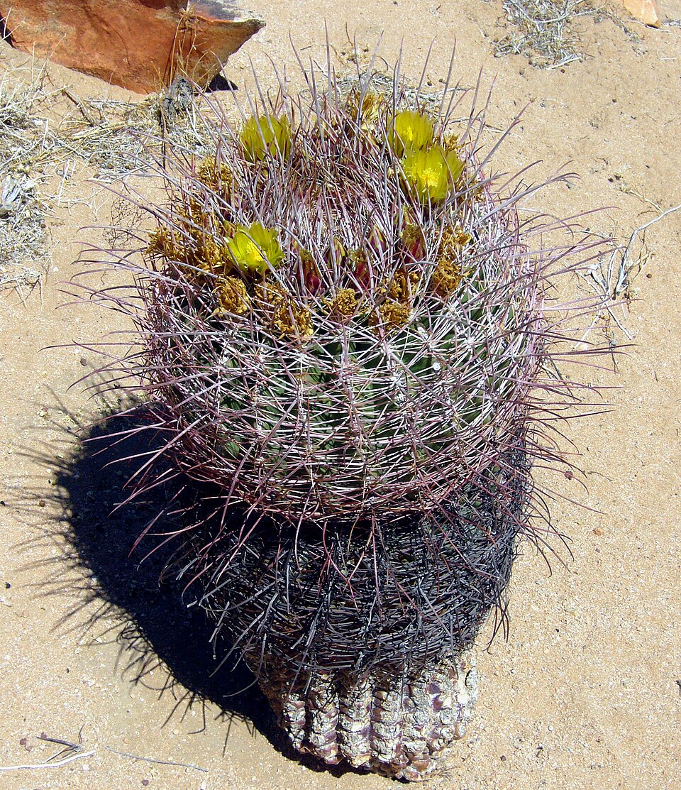 Ferocactus cylindraceus (California Barrel Cactus)