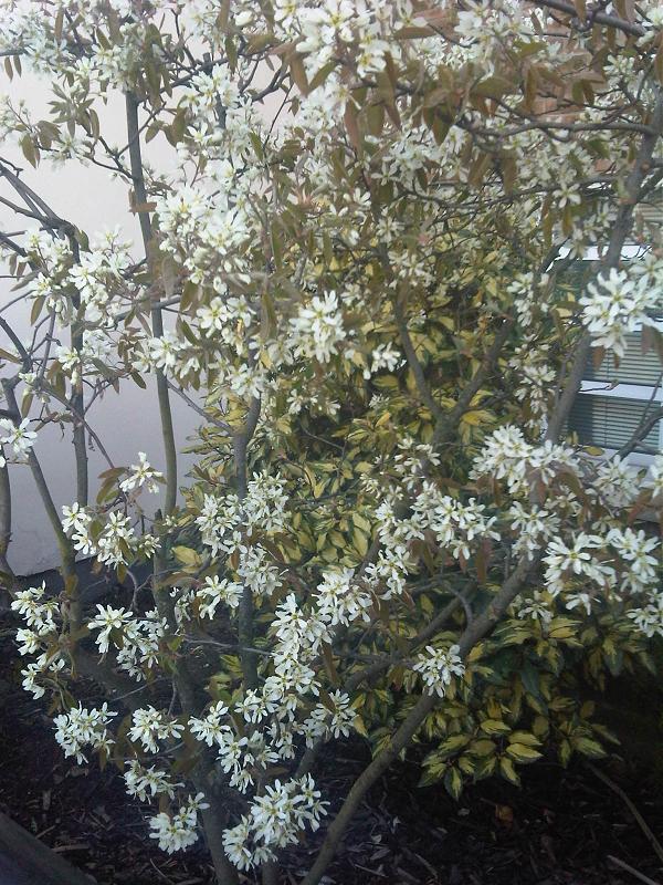 Amelanchier lamarckii, Snowy mespilus — upright deciduous (Rosaceae) (image 5 of 11)