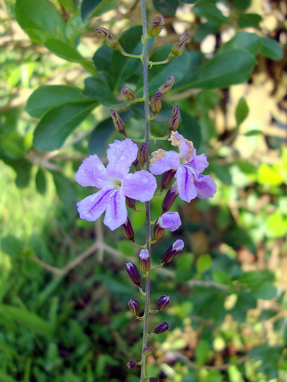 Duranta erecta (Golden Dewdrop) (alternate view 9)