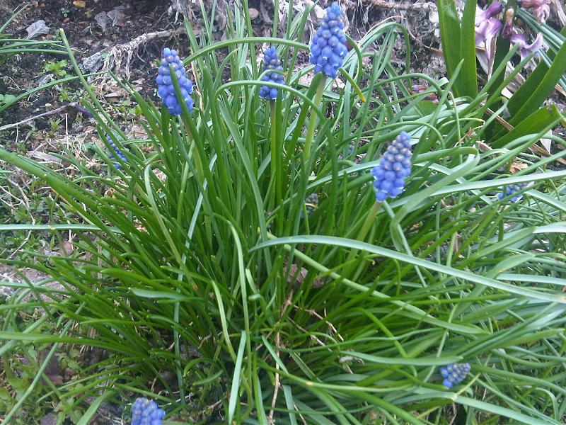 Muscari neglectum (Musk Hyacinth)
