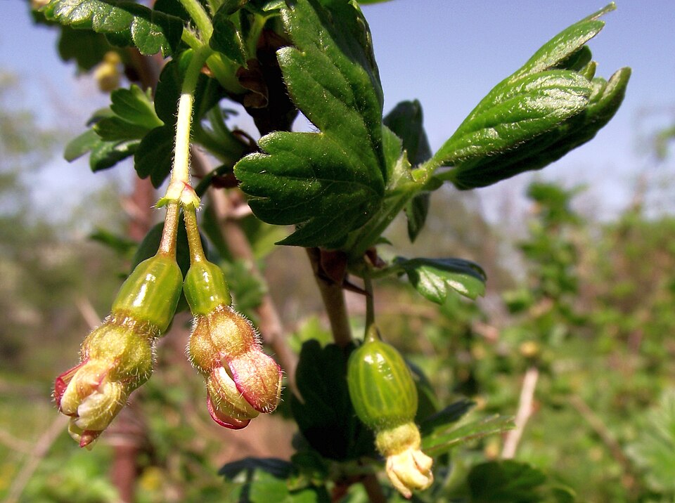 Ribes uva-crispa (European gooseberry)