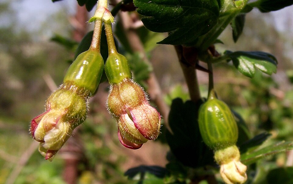 Ribes uva-crispa (European gooseberry)