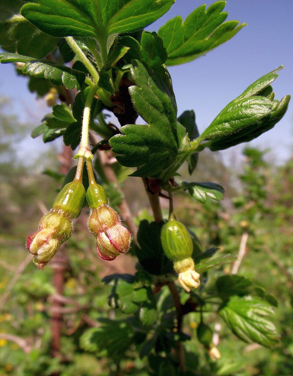 Ribes uva-crispa (European gooseberry)