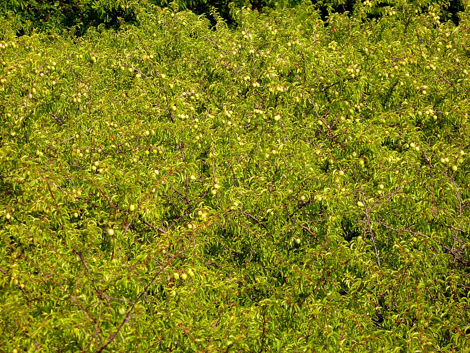 Prunus angustifolia (Chickasaw plum) (alternate view 6)