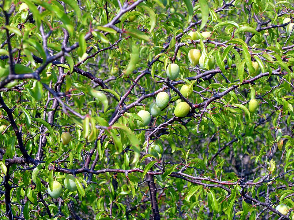 Prunus angustifolia (Chickasaw plum) (alternate view 7)
