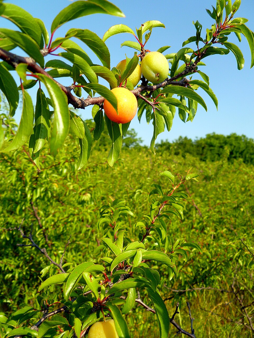 Prunus angustifolia (Chickasaw plum) (alternate view 8)