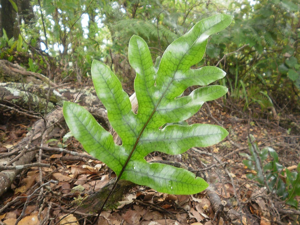 Microsorum pustulatum (hound's tongue fern) (alternate view 6)