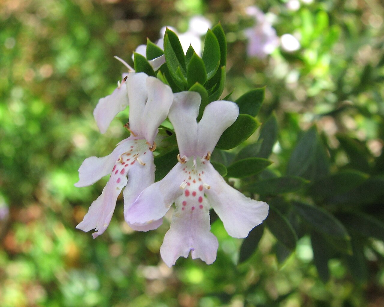 Westringia spp., coast rosemary — mounding evergreen (Lamiaceae) (image 3 of 4)