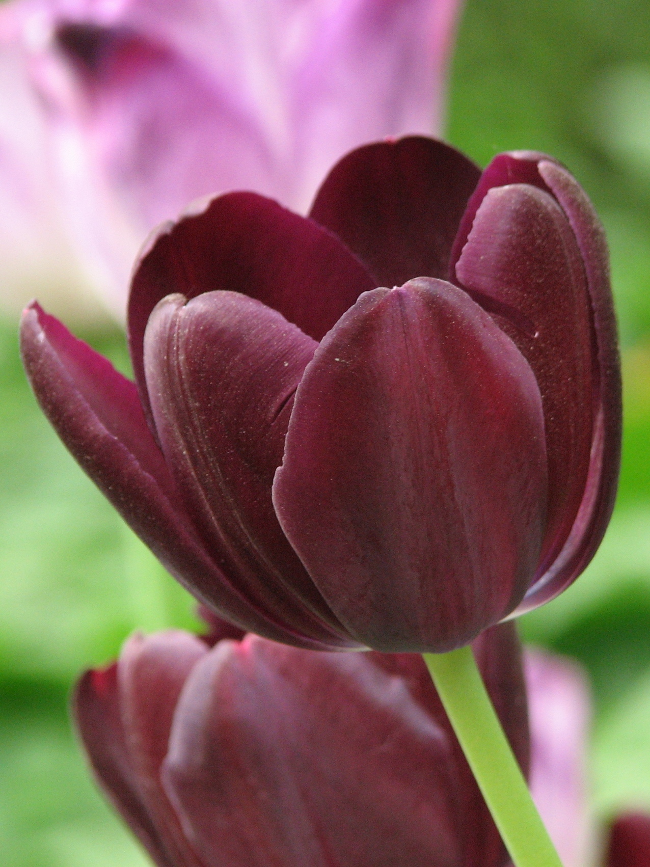 Tulipa 'Queen of Night', Tulip 'Queen of Night' — clumping deciduous (Liliaceae) (image 4 of 10)