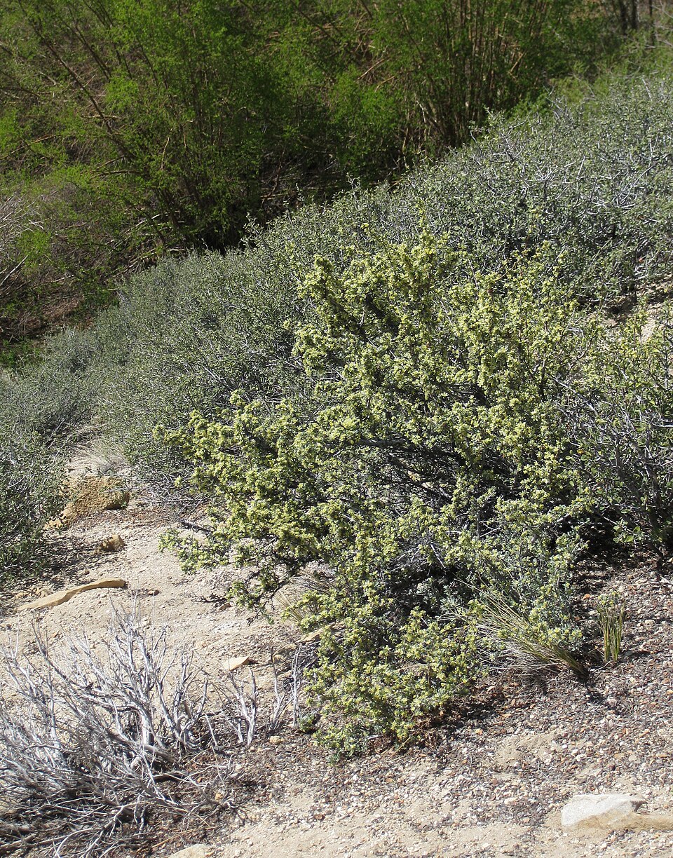 Purshia tridentata (Antelope Bitterbrush) (alternate view 7)