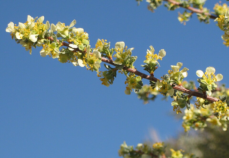Purshia tridentata (Antelope Bitterbrush) (alternate view 8)